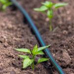 Pepper plants with drip irrigation