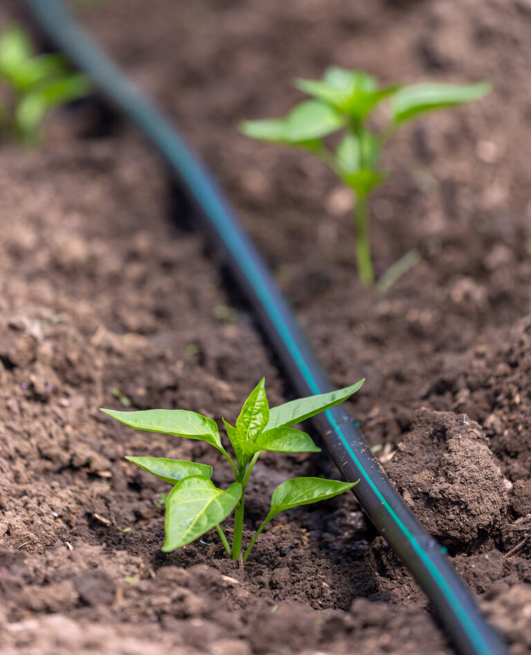 Pepper plants with drip irrigation