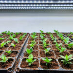 Special room equipped for growing plants in good conditions- perfect for plant growing business