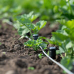 close up shot of a soil with new planted plants
