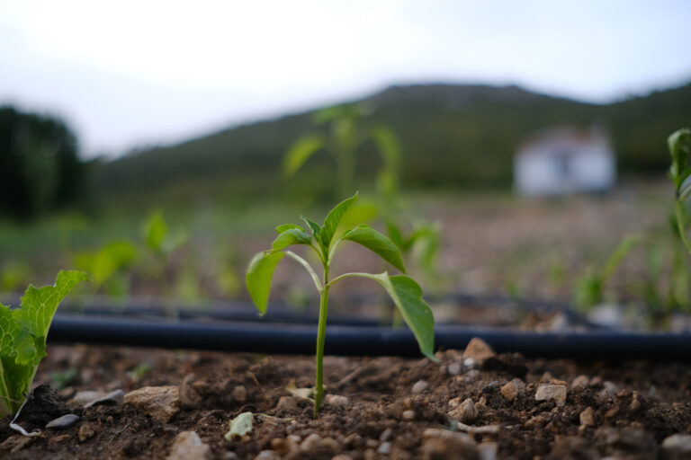 Closeup of small fresh seedlings in the soil