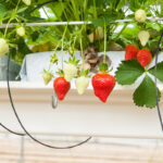 culture in a greenhouse strawberry and strawberries