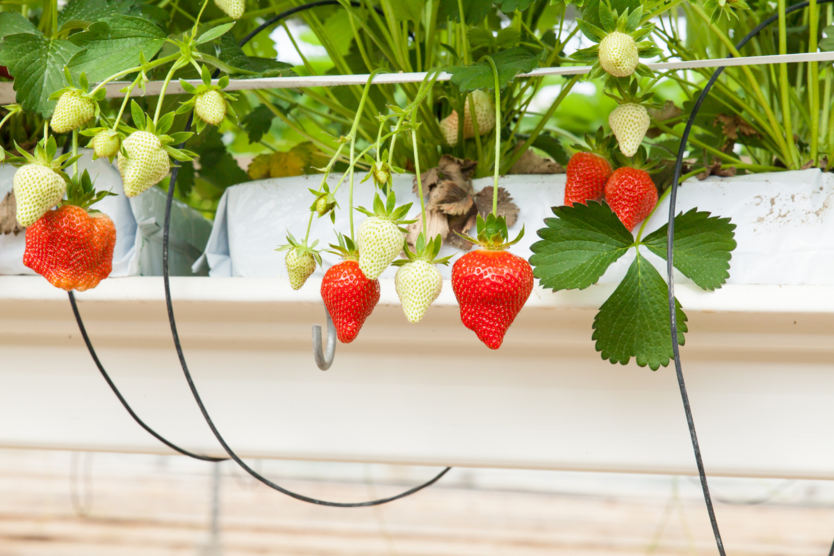 culture in a greenhouse strawberry and strawberries